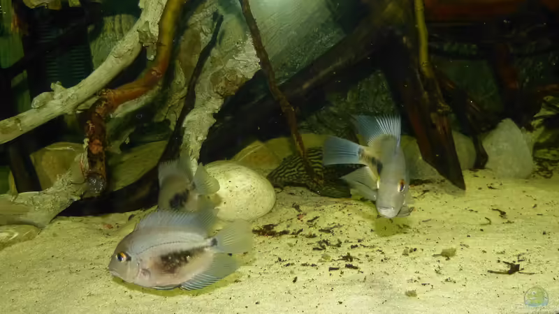 Aquarien mit Panaque sp. "L 330" (Einrichtungsbeispiele für Gefleckter Streifenharnischwels)