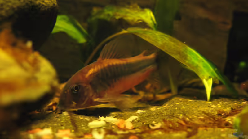 Überlebensstrategien: Wie kommen Fische in sauerstoffarmen Gewässern zurecht?