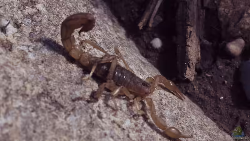 Überlegungen: Ein Terrarium für Skorpione einrichten