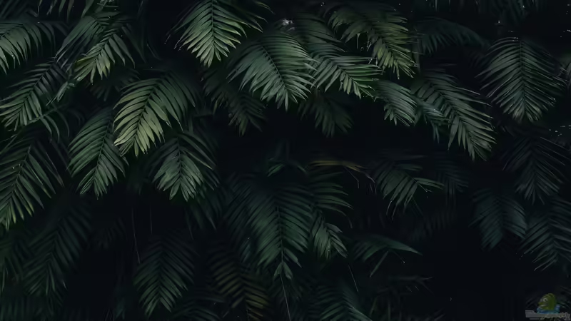 Ungewöhnliche Bäume richtig in die eigene Einrichtung integrieren