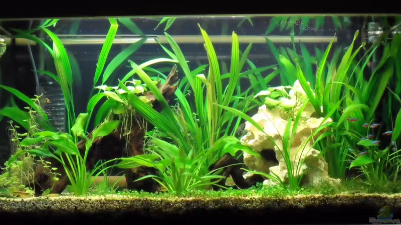 Unser Aquarium 200 l Unser Aquarium 200 l