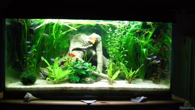 Unser Aquarium Unser Aquarium