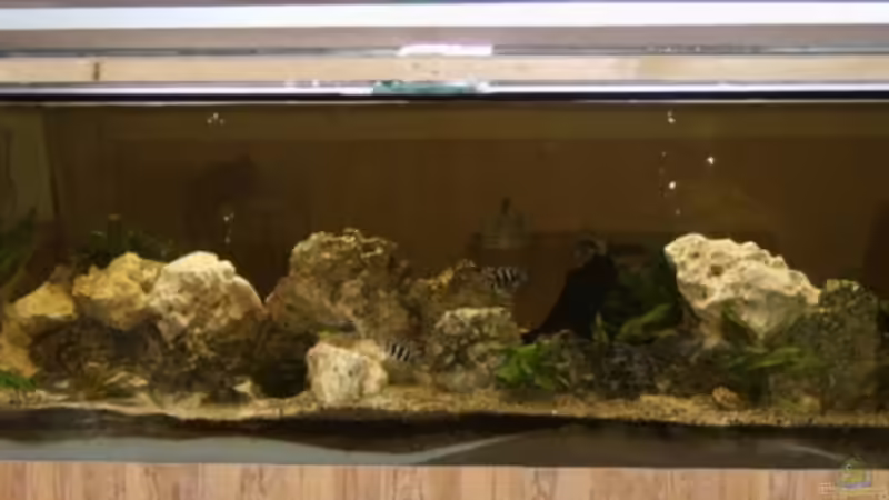 Unser Becken im Aufbau Unser Becken im Aufbau