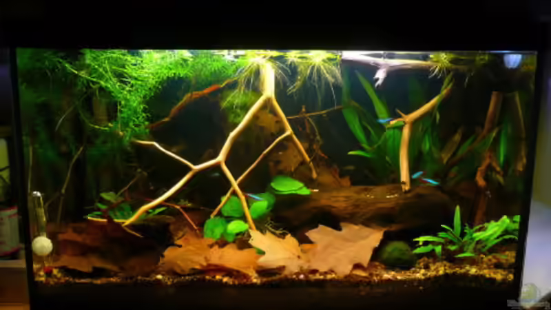 Unser erstes Becken. Zwei Monate alt. Unser erstes Becken. Zwei Monate alt.