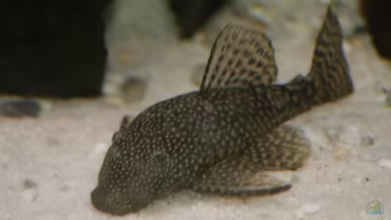 Unsere Welsin Unsere Welsin