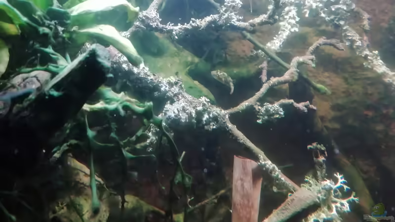 Unterholz 04.01.2023 Unterholz 04.01.2023