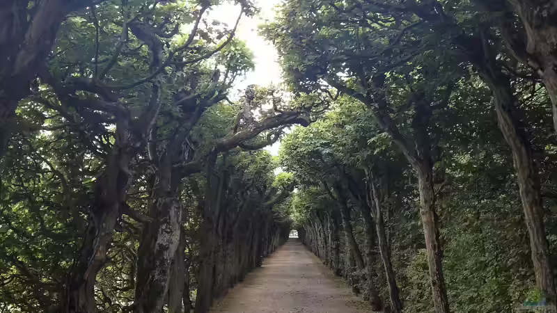 Unterschied zwischen Hainbuche und Buchenhecke: Der umfassende Gartenratgeber