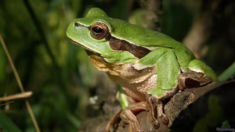 Unterschiedliche Laubfrösche aus der ganzen Welt: Ein umfassender Leitfaden für Terrarienliebhaber