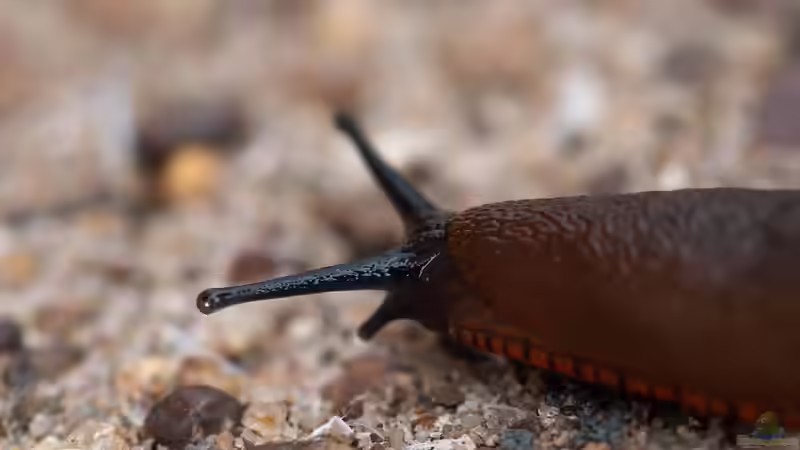 Unterschiedliche Nacktschneckenarten im Garten - ein umfassender Überblick