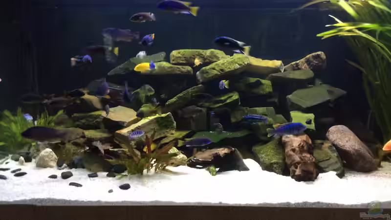 UPDATE: Ehemals Diskus jetzt Malawi UPDATE: Ehemals Diskus jetzt Malawi