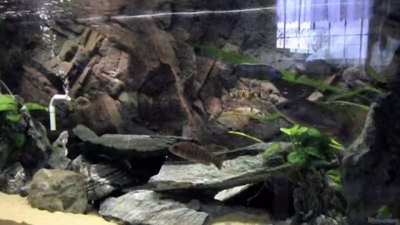 Einrichtungsbeispiele für Aquarien mit Utakas aus dem Malawisee