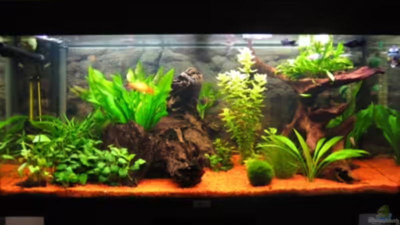 uunser schönes aq uunser schönes aq