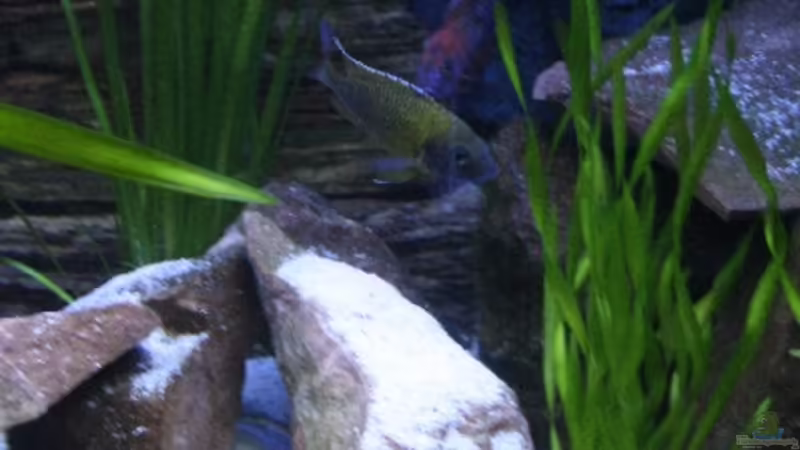 Vallisneria australis im Aquarium (Einrichtungsbeispiele mit Riesensumpfschraube)