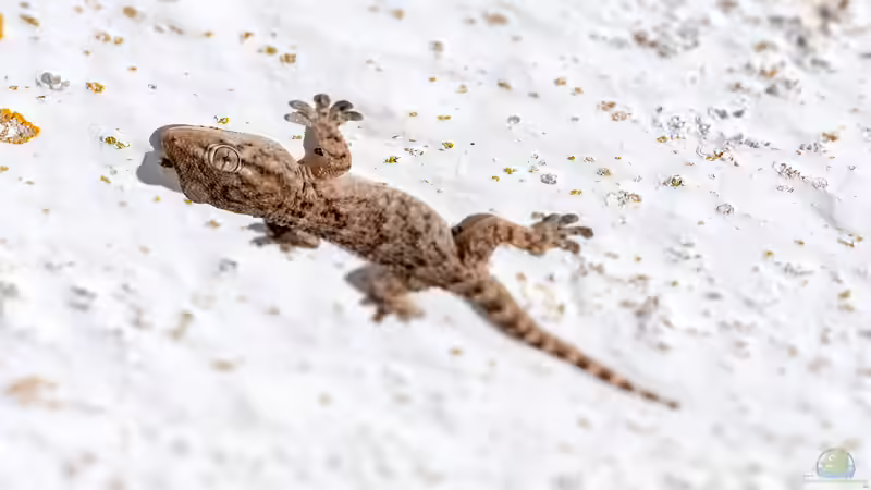 Van-der-Waals-Kräfte im Terrarium: Unsichtbare Kräfte mit gewaltiger Wirkung