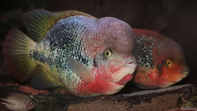 Einrichtungsbeispiele für Vieja-Arten