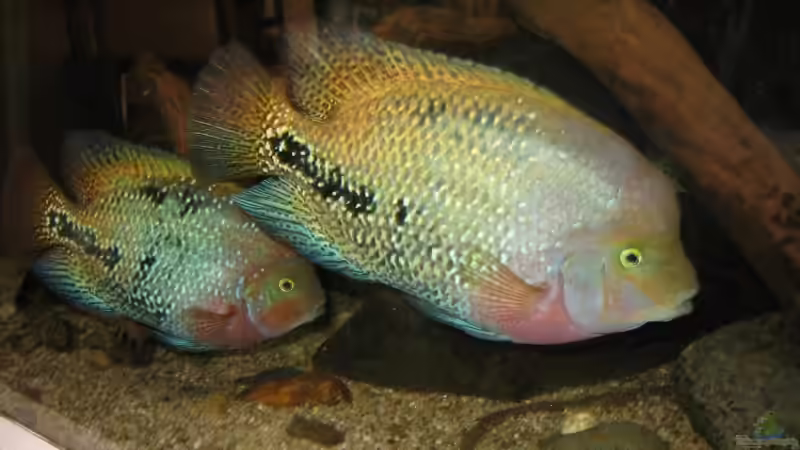 Aquarien für Vieja synspila (Quetzalbuntbarsch)