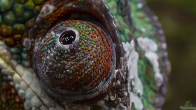 Vitamine im Terrarium: Ein Leitfaden für die optimale Ernährung deiner Terrarienbewohner