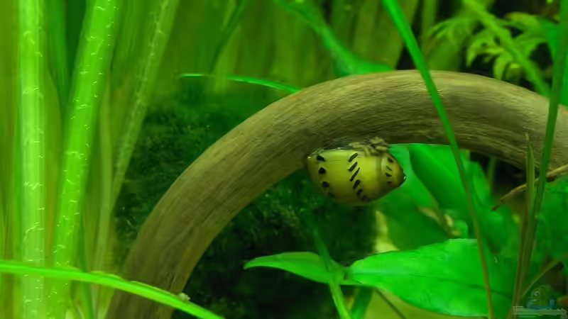 Vittina semiconica im Aquarium halten (Einrichtungsbeispiele für Punktnapfschnecken)