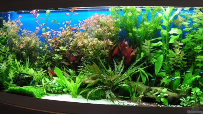 Vollbild des Beckens Vollbild des Beckens