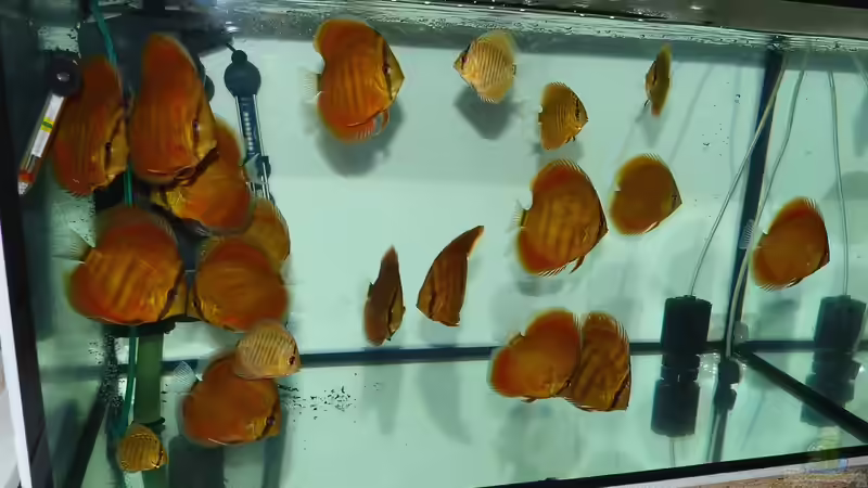 volles Haus am 11.01.15 volles Haus am 11.01.15