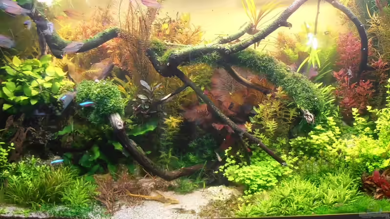 Vom Bucenwald zum `Yello Stone` Vom Bucenwald zum `Yello Stone`