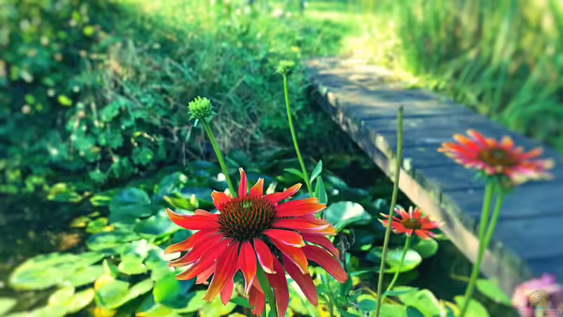 Vom naturnahen Teich zum echten Naturteich