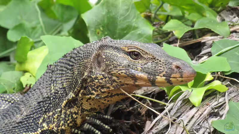 Vom Waran gebissen - Ursachen, Erste Hilfe, Behandlung und Vorbeugung