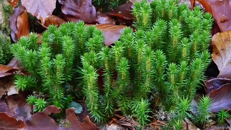 Vom Wasser an Land – Der große Schritt der Evolution