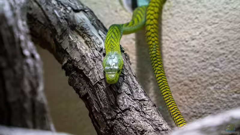 Von der Theke ins Terrarium: Unerwartete Upcycling-Möglichkeiten für Tierhalter