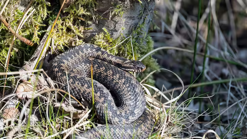 Von einer Kreuzotter gebissen: Was ist zu tun?