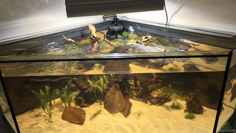 Vor- und Nachteile eines Eckaquariums