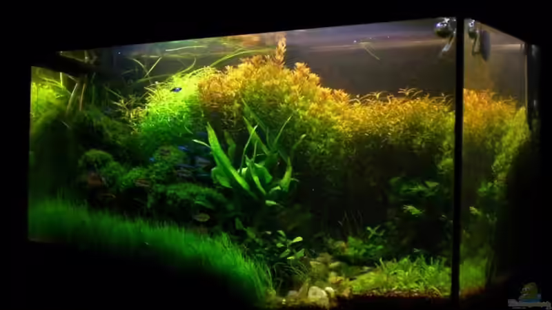 vor dem gärtnern... vor dem gärtnern...