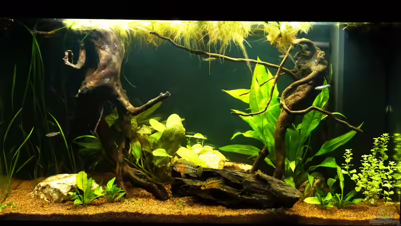 Voranblick Voranblick