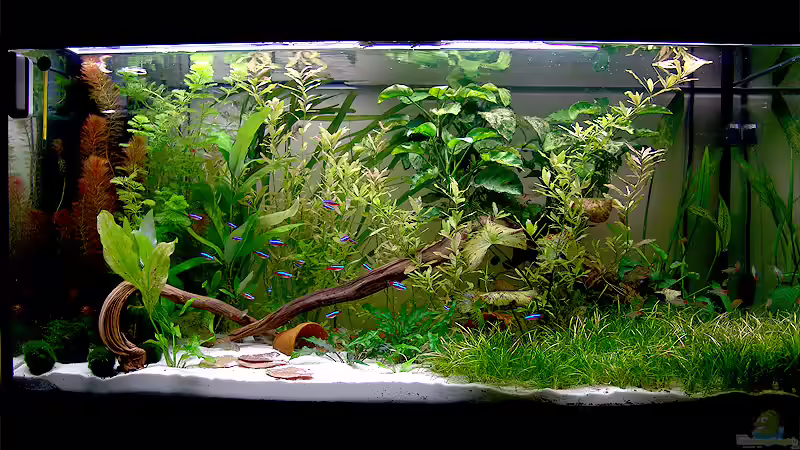 Vorderansicht, Update 27.08.2008 Vorderansicht, Update 27.08.2008