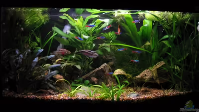 Vorderansicht Neu November Vorderansicht Neu November