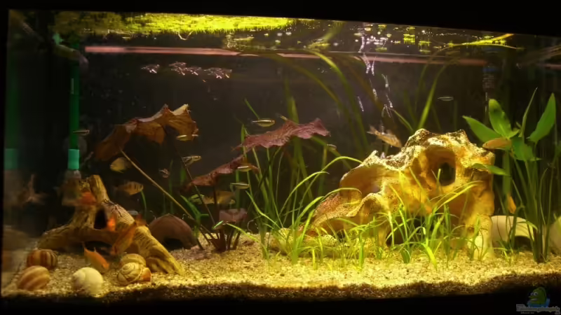 Vorderansicht vom 20.03.2008 Vorderansicht vom 20.03.2008