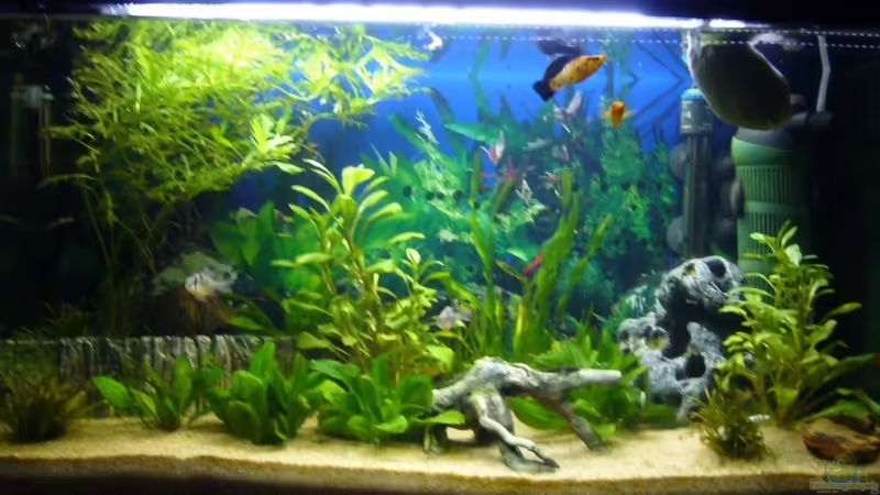 Vorderansicht Vorderansicht