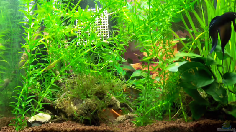 Vorschaubild Vorschaubild