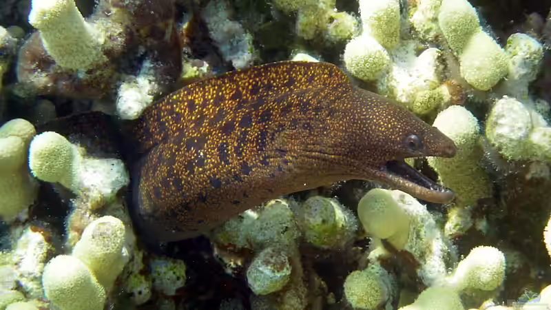 Vorsicht bei der Fütterung von Muränen im Meerwasseraquarium