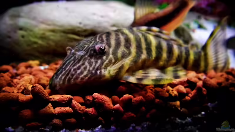 Vorüberlegungen: Wie baut man eine L-Wels-Zucht auf?