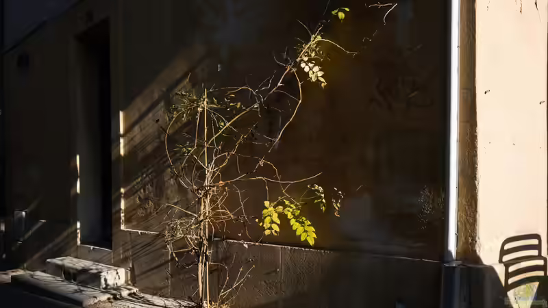 Wabi-Sabi - Die Schönheit des Unvollkommenen in Natur und Leben