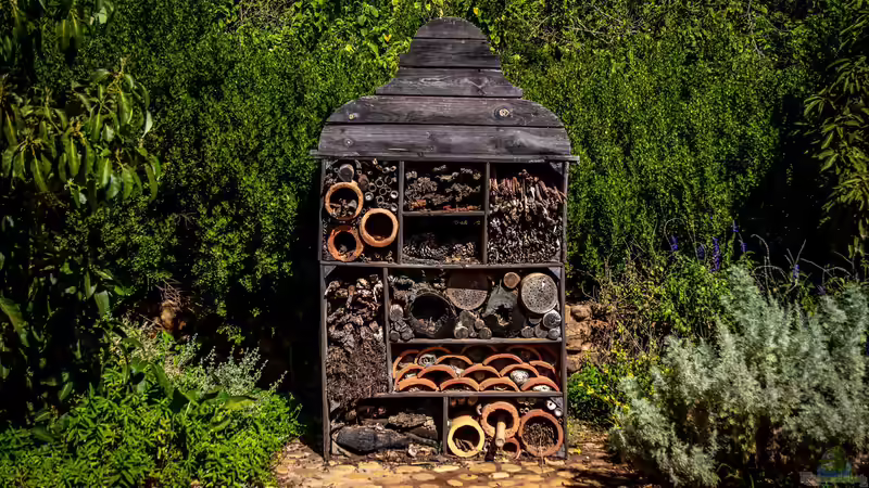 Warum ein insektenfreundlicher Garten heute wichtiger denn je ist