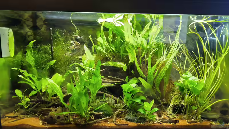 Warum ist in Österreich die Haltung von Zierfischen in Aquarien unter 54 Litern verboten?