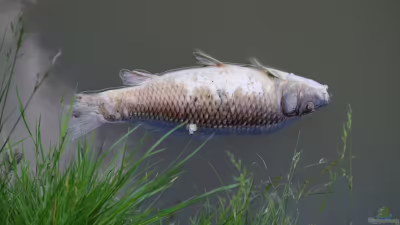 Warum sterben plötzlich meine Fische im Aquarium?