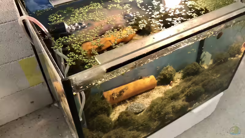 Was ist eigentlich ein gro??es Aquarium?