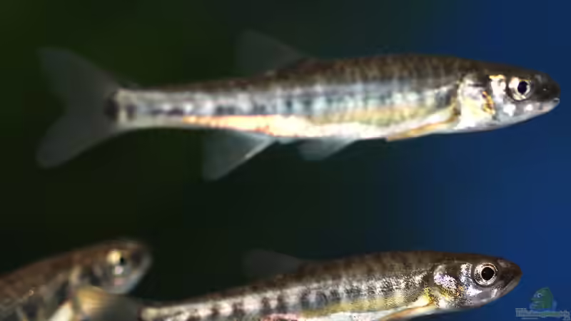 Was ist ein passender Besatz für ein Kaltwasseraquarium?