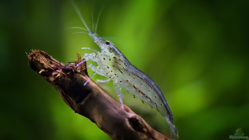 Was kostet ein Garnelen-Aquarium?