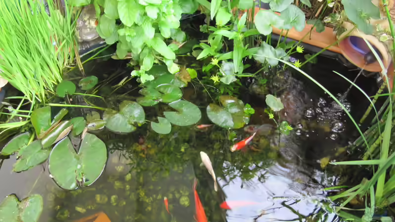 Was muss bei der Planung eines Gartenteichs unbedingt beachtet werden?