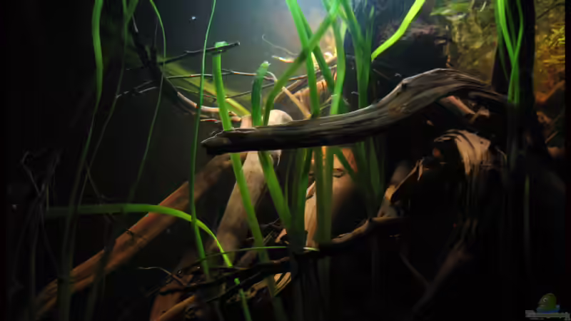 Was sind die bei Aquarianern beliebtesten Hintergrundpflanzen?