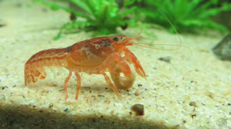Was tun, wenn sich Zwergflusskrebse zu stark vermehren?